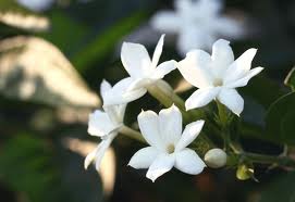 fleurs de jasmin